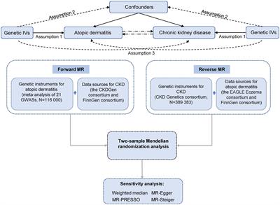 Atopic dermatitis and chronic kidney disease: a bidirectional Mendelian randomization study